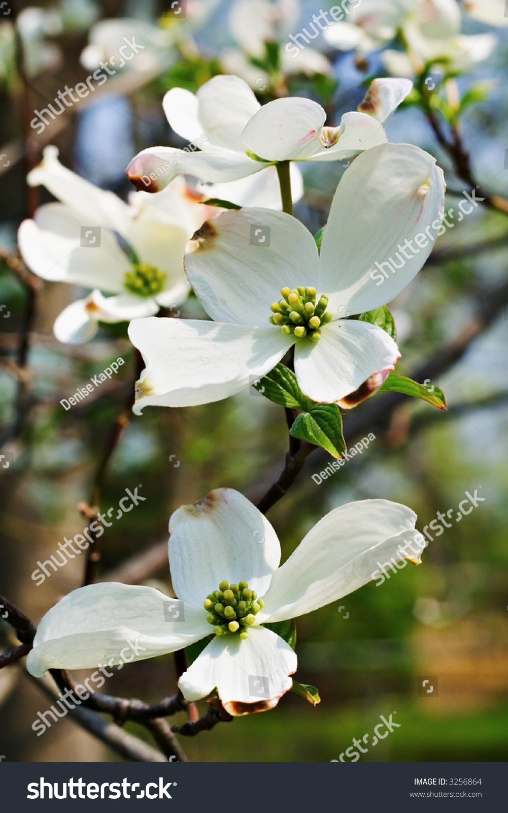 A Dogwood Tree Blooming In Ohio In The Spring. Stock Photo 3256864 ...