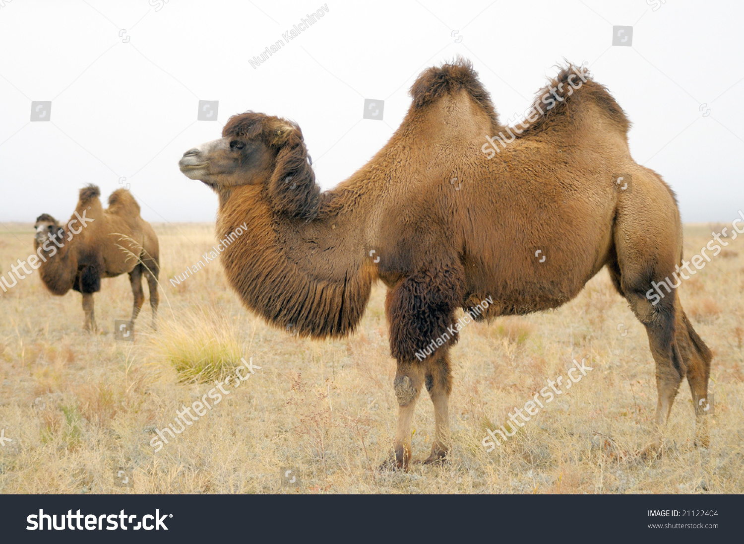 Domestic Bactrian Camel Stock Photo (Edit Now) 21122404