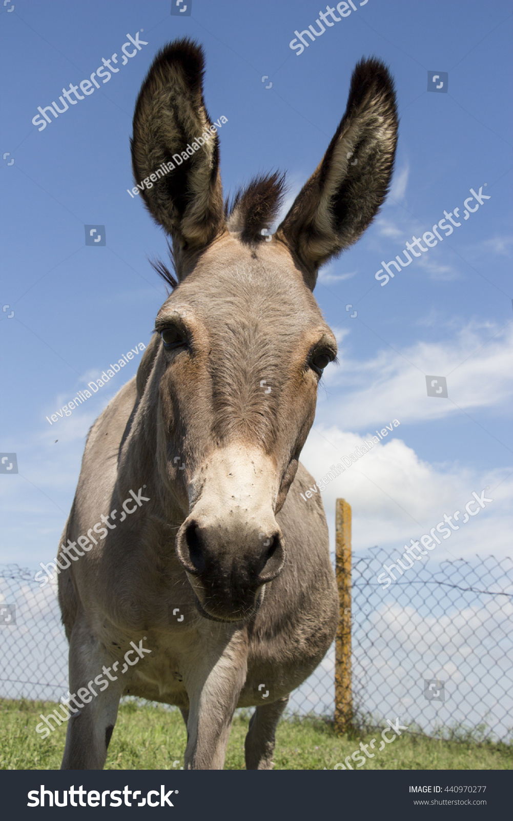 A Donkey Stock Photo 440970277 : Shutterstock