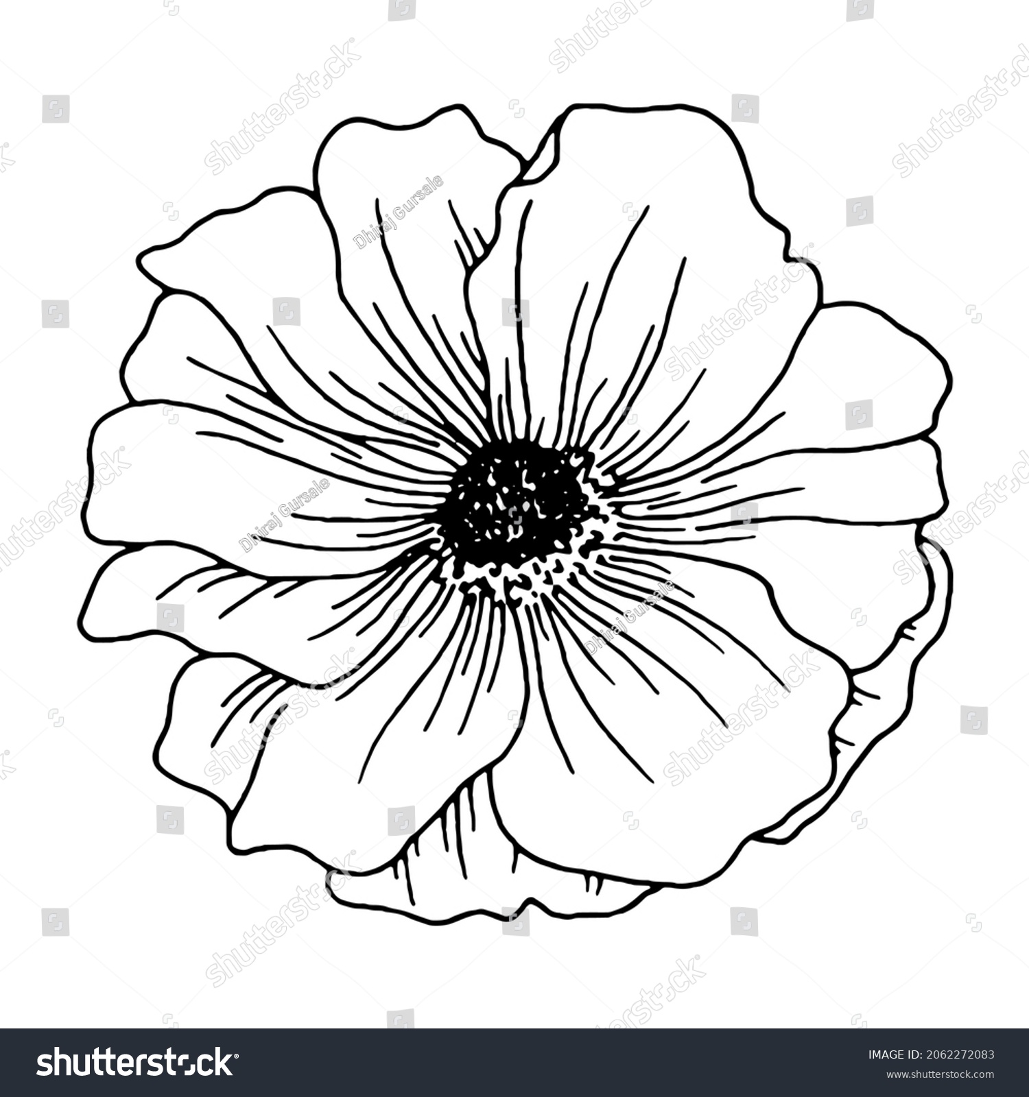 Drawing Ranunculus Flower Black White Animated Stock Illustration ...