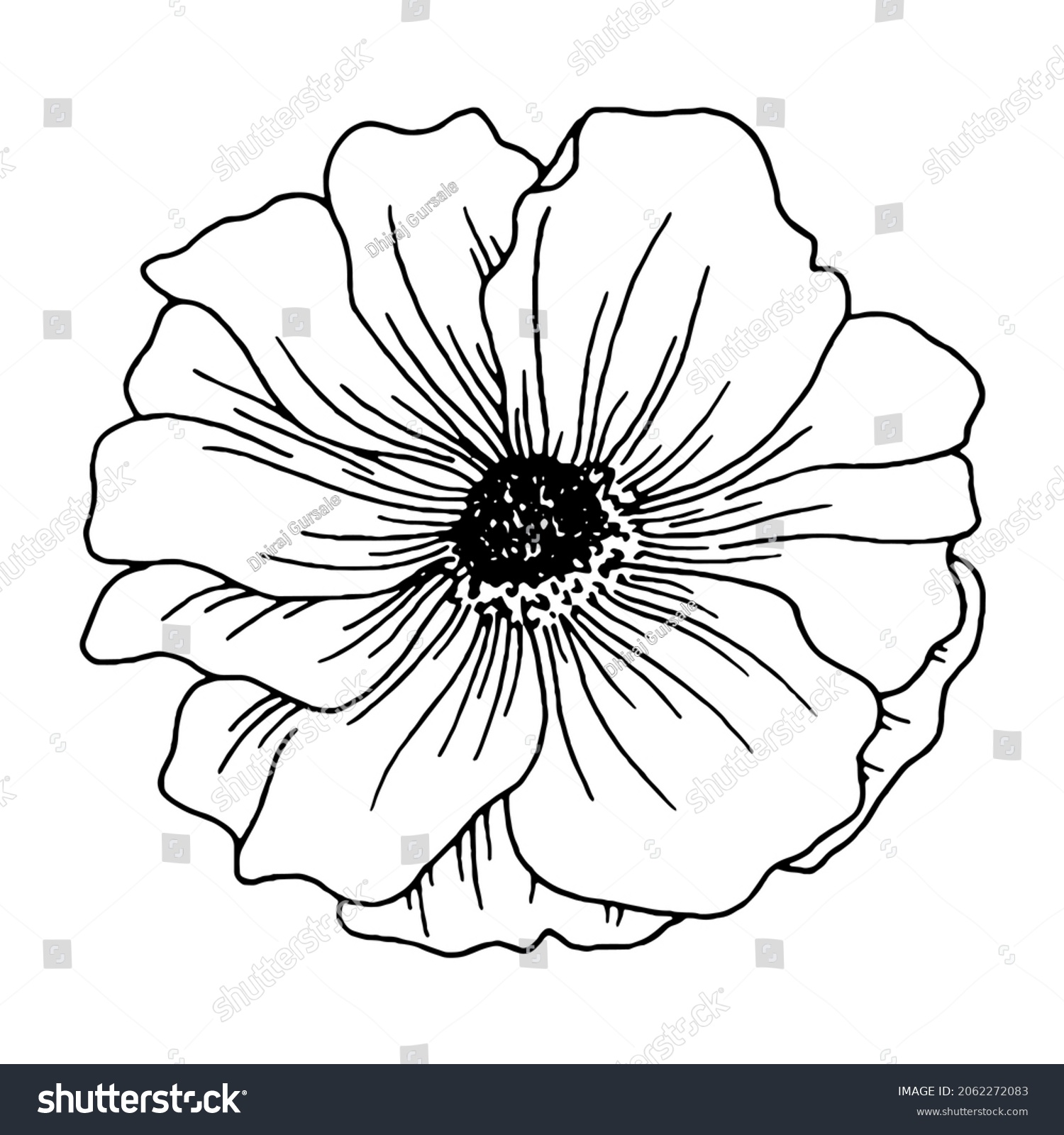 Drawing Ranunculus Flower Black White Animated Stock Illustration 