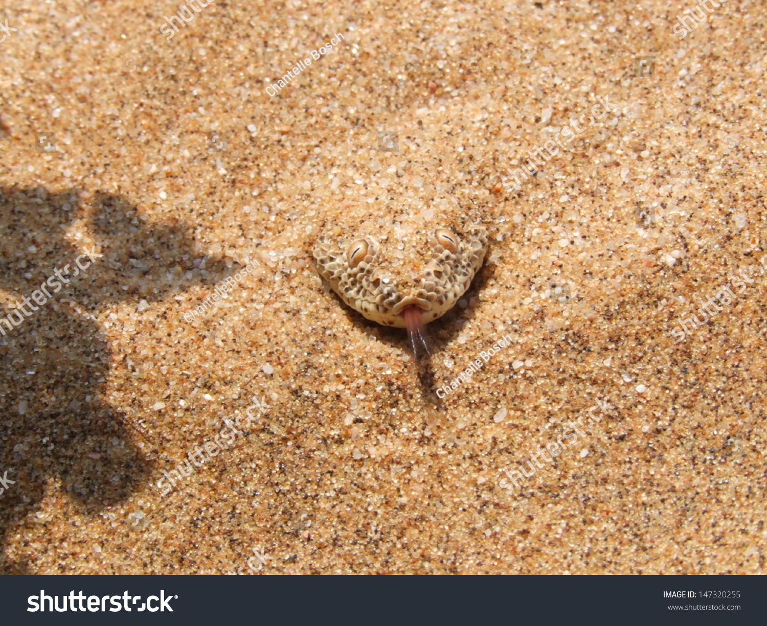 A Dune Adder Or Sidewinder Snake Laying In Ambush Smells The Air. Stock ...