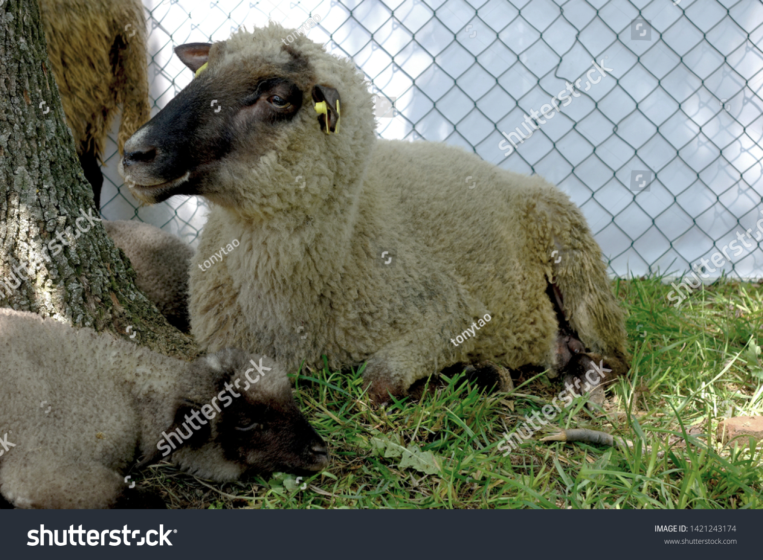 Family Black Sheep Resting By Tree Stock Photo Edit Now 1421243174