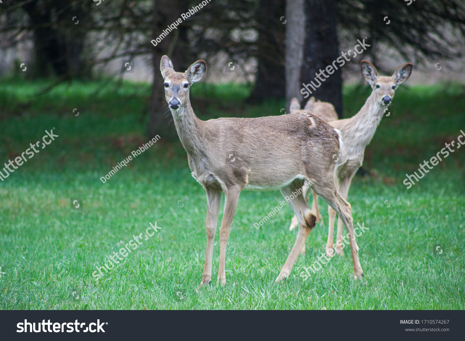 Family Deer Stare Camera Stock Photo 1710574267 | Shutterstock