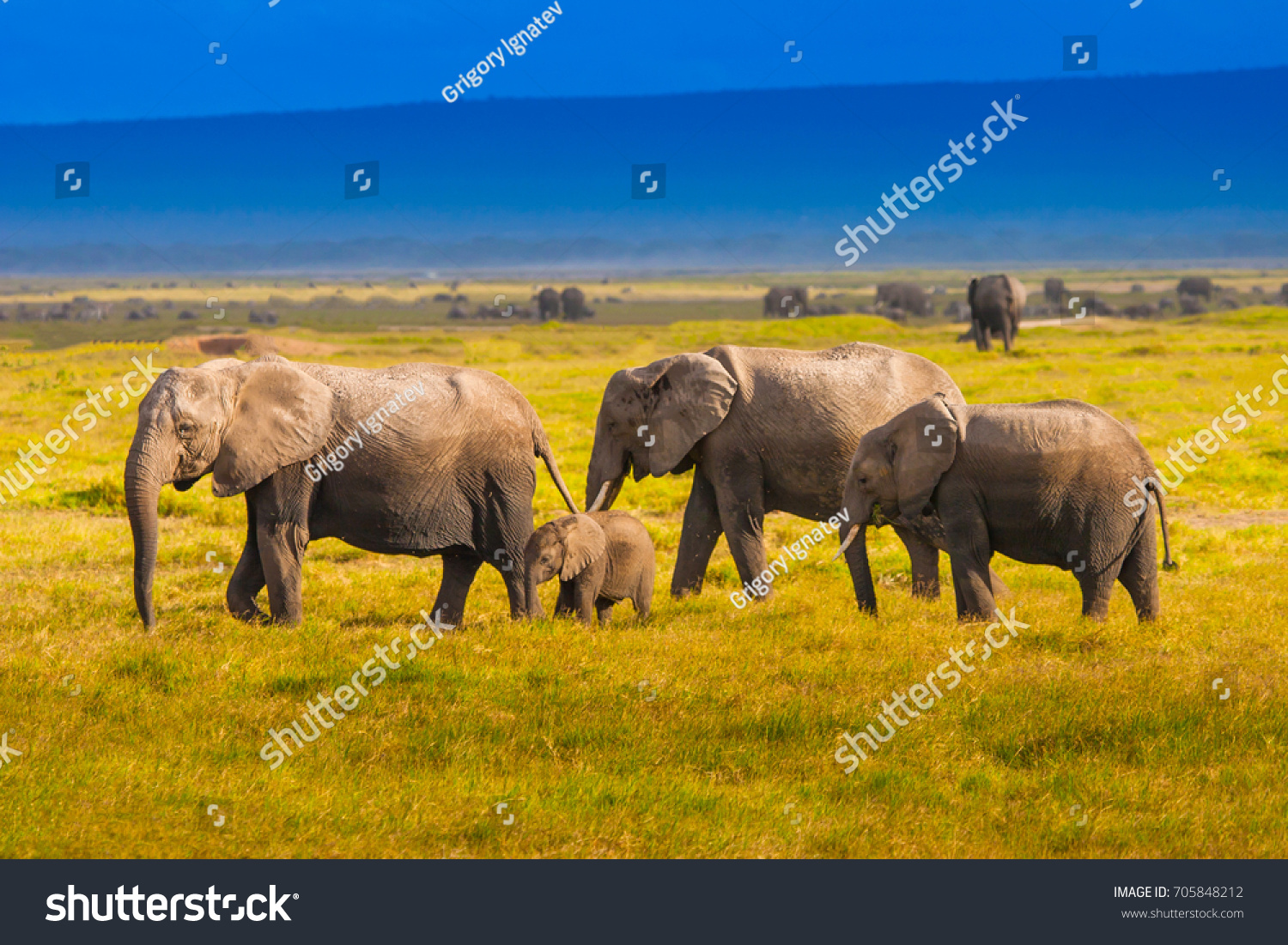 Family Elephants Walking Along Grass Family Stock Photo (Edit Now