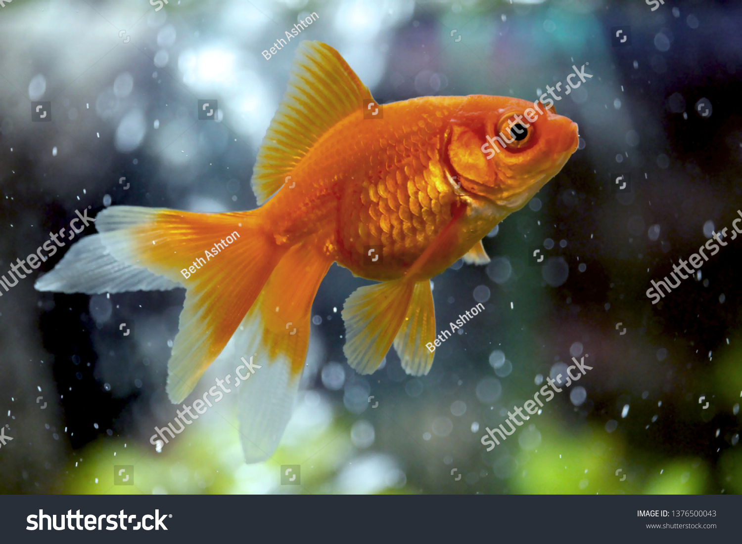 714 Fantail Goldfish Stock Photos, Images & Photography 