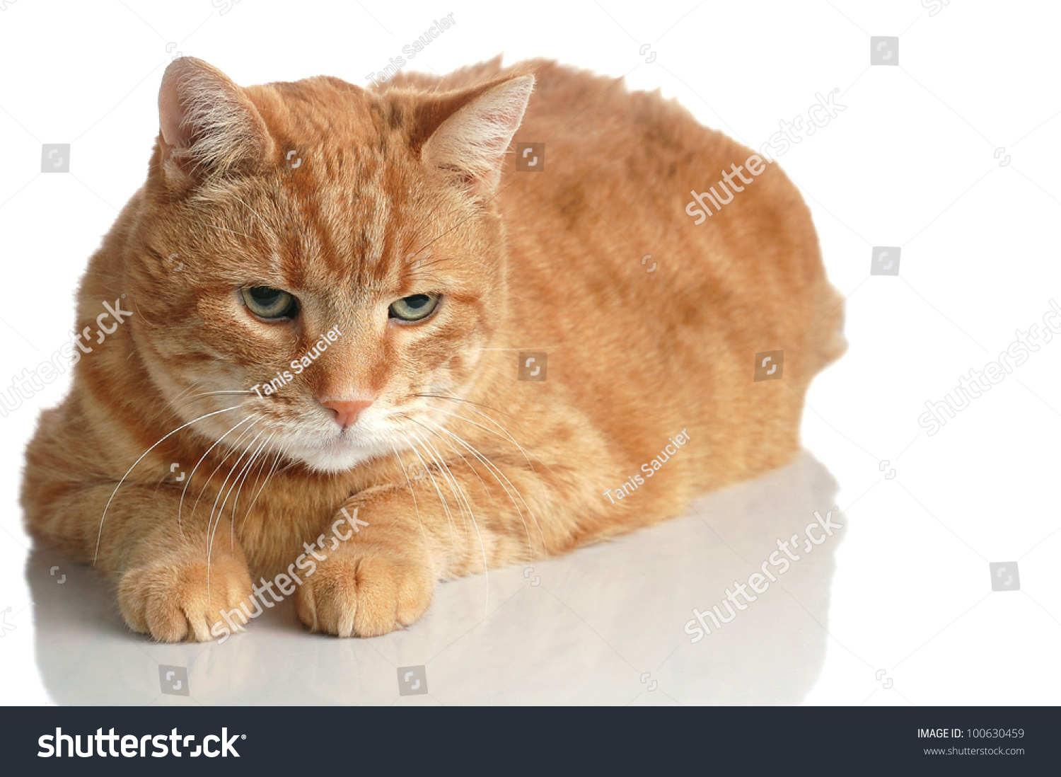 Fat Orange Tabby Cat Poses Lying写真素材100630459 Shutterstock