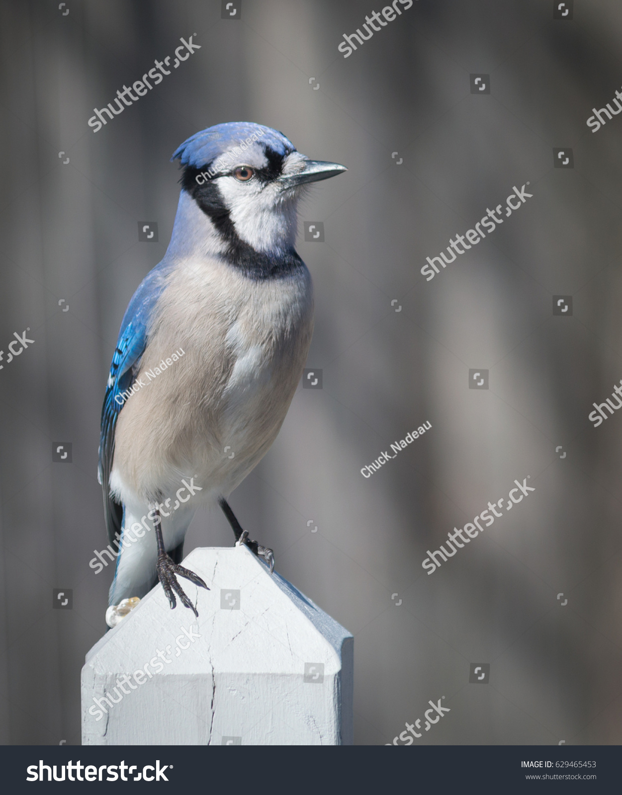 Female Blue Jay On Deck Post Stock Photo Edit Now