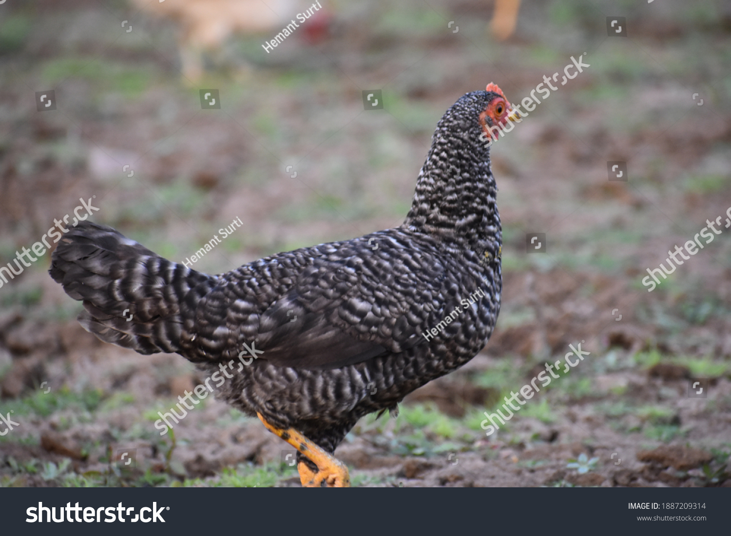 female-chicken-called-rooster-cock-adult-stock-photo-1887209314