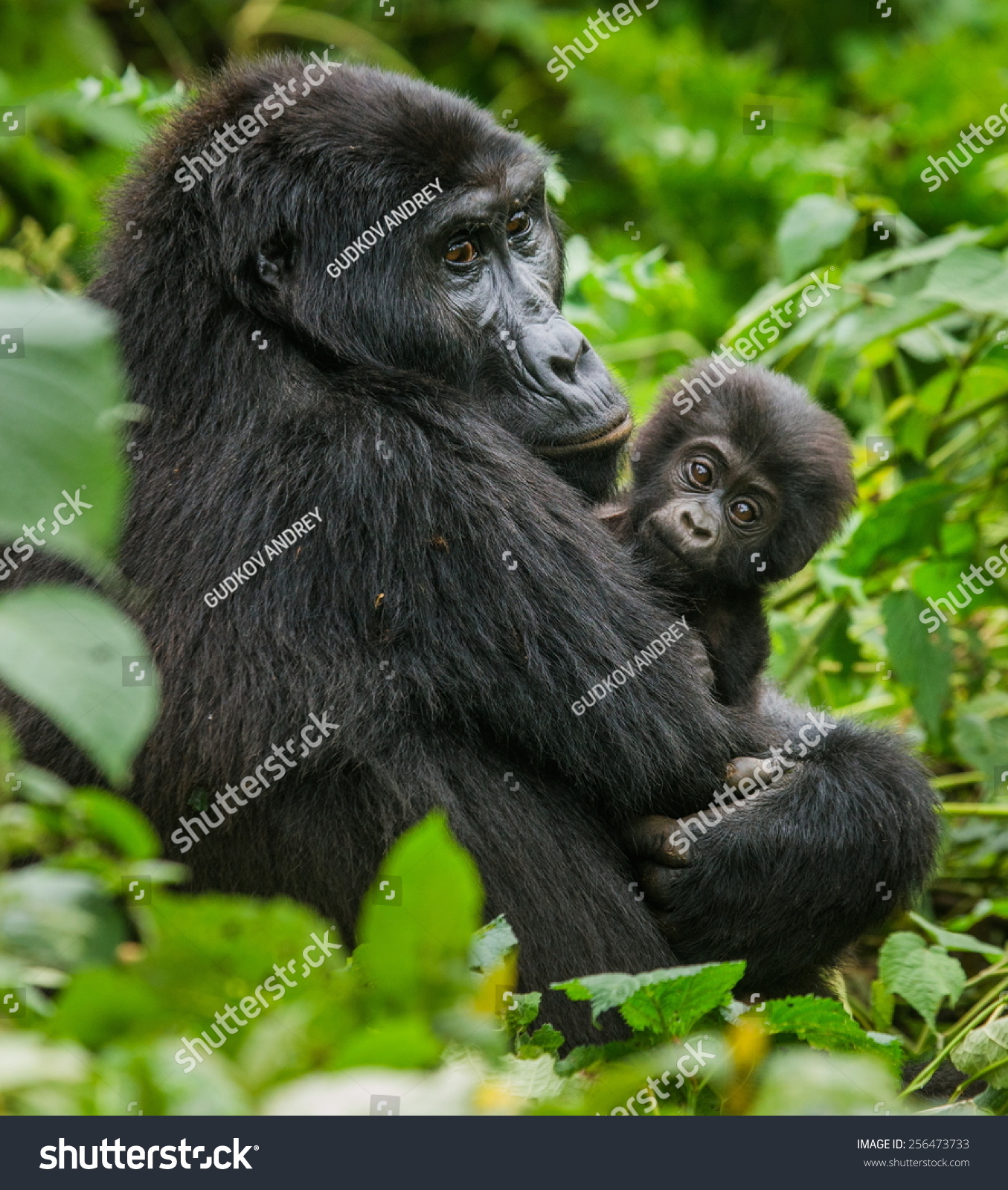 赤ちゃんと一緒にいるメスのマウンテンゴリラ ウガンダ の写真素材 今すぐ編集