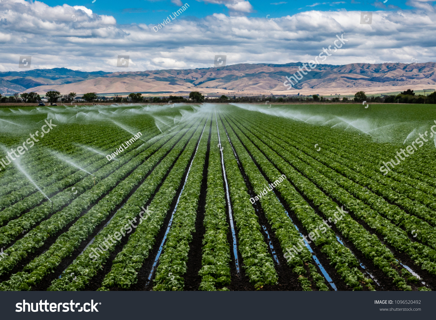 畑用の灌漑用スプリンクラーシステムは 春の曇りの日に カリフォルニア州中部のサリナス渓谷の農地に レタスの作物の列を散水する の写真素材 今すぐ編集