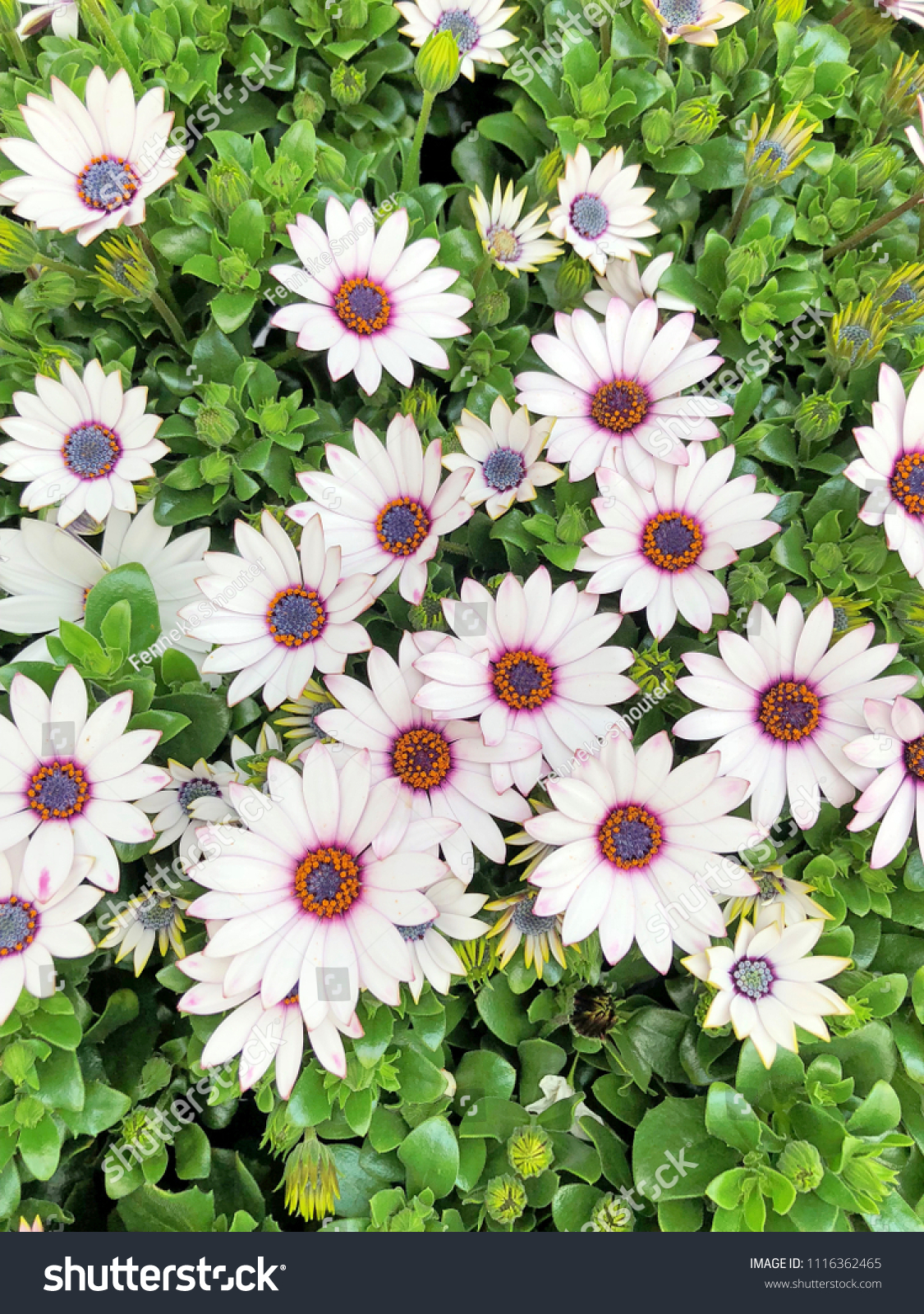 Field White Cape Marguerite Daisy Flowers Stock Photo Edit Now 1116362465