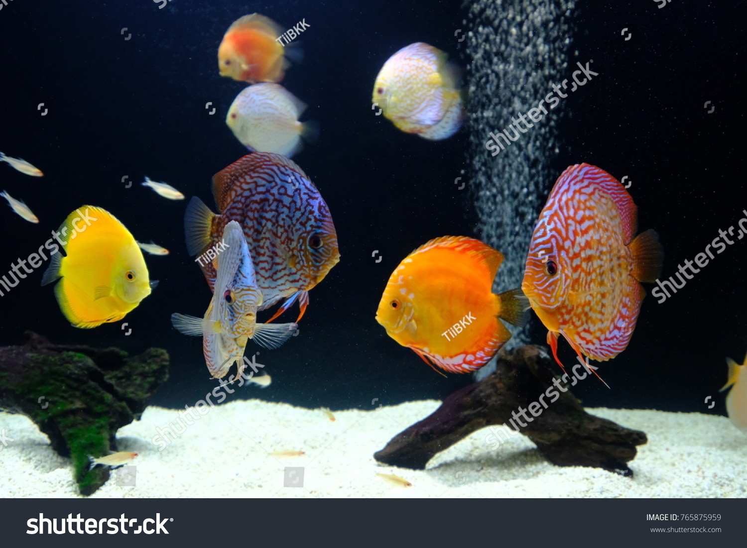 Unduh 92 Background Aquarium Discus HD Terbaik