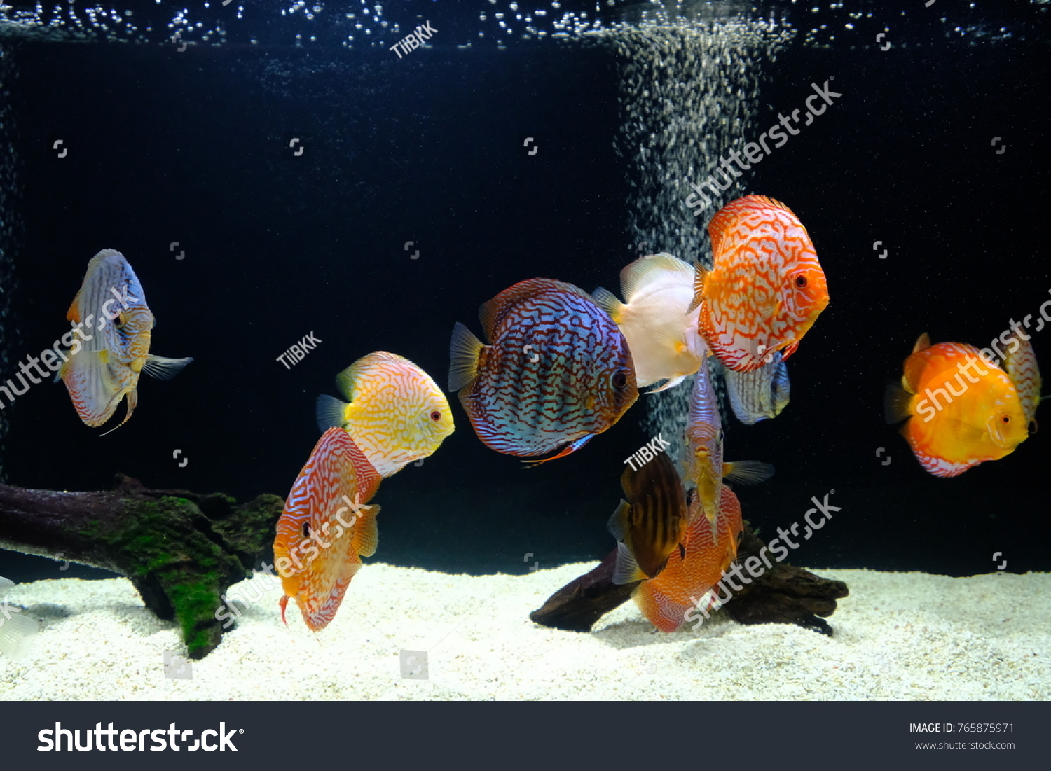 Unduh 92 Background Aquarium Discus HD Terbaik