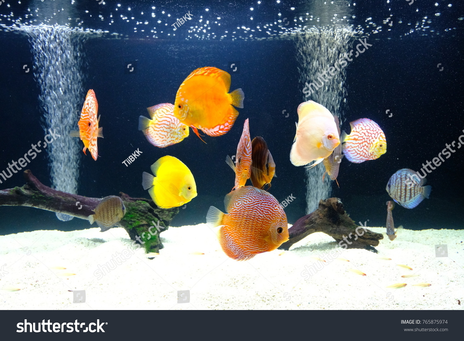 Unduh 92 Background Aquarium Discus HD Terbaik