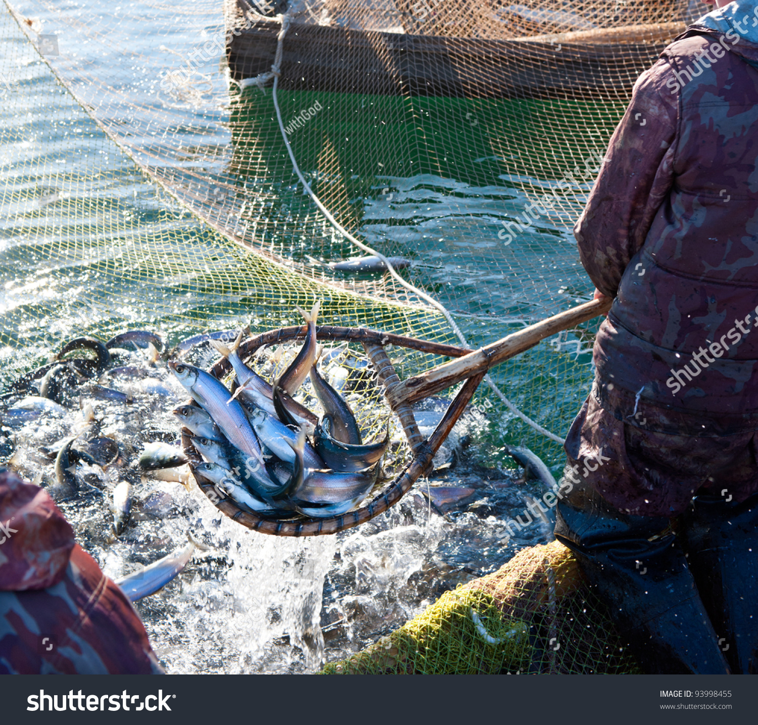 Fisherman Scoops Fish Net 스톡 사진(지금 편집) 93998455 - Shutterstock