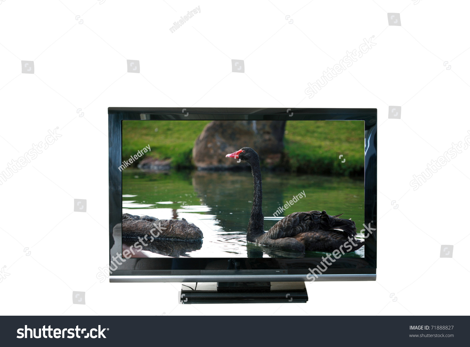 reservoir I forhold Piping Flat Screen Tv Photo Black Swan Stock Photo (Edit Now) 71888827
