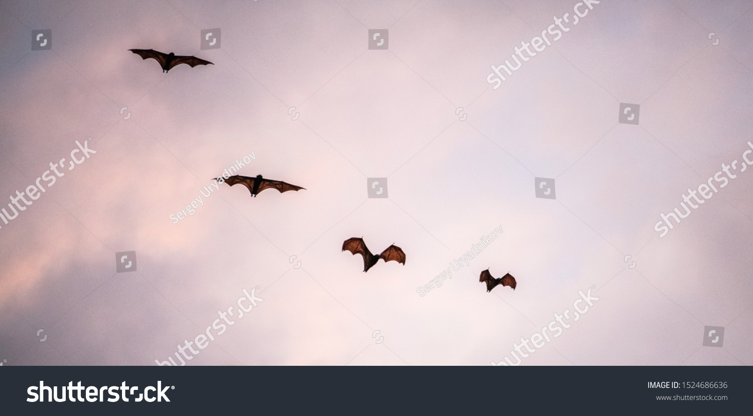 夕焼けの空にコウモリの群れ 小型のトビギツネ 島のトビギツネ または可変のトビキツネ Pteropus Hypomelanus フルーツバット 日没の空を飛ぶキツネコウモリ の写真素材 今すぐ編集