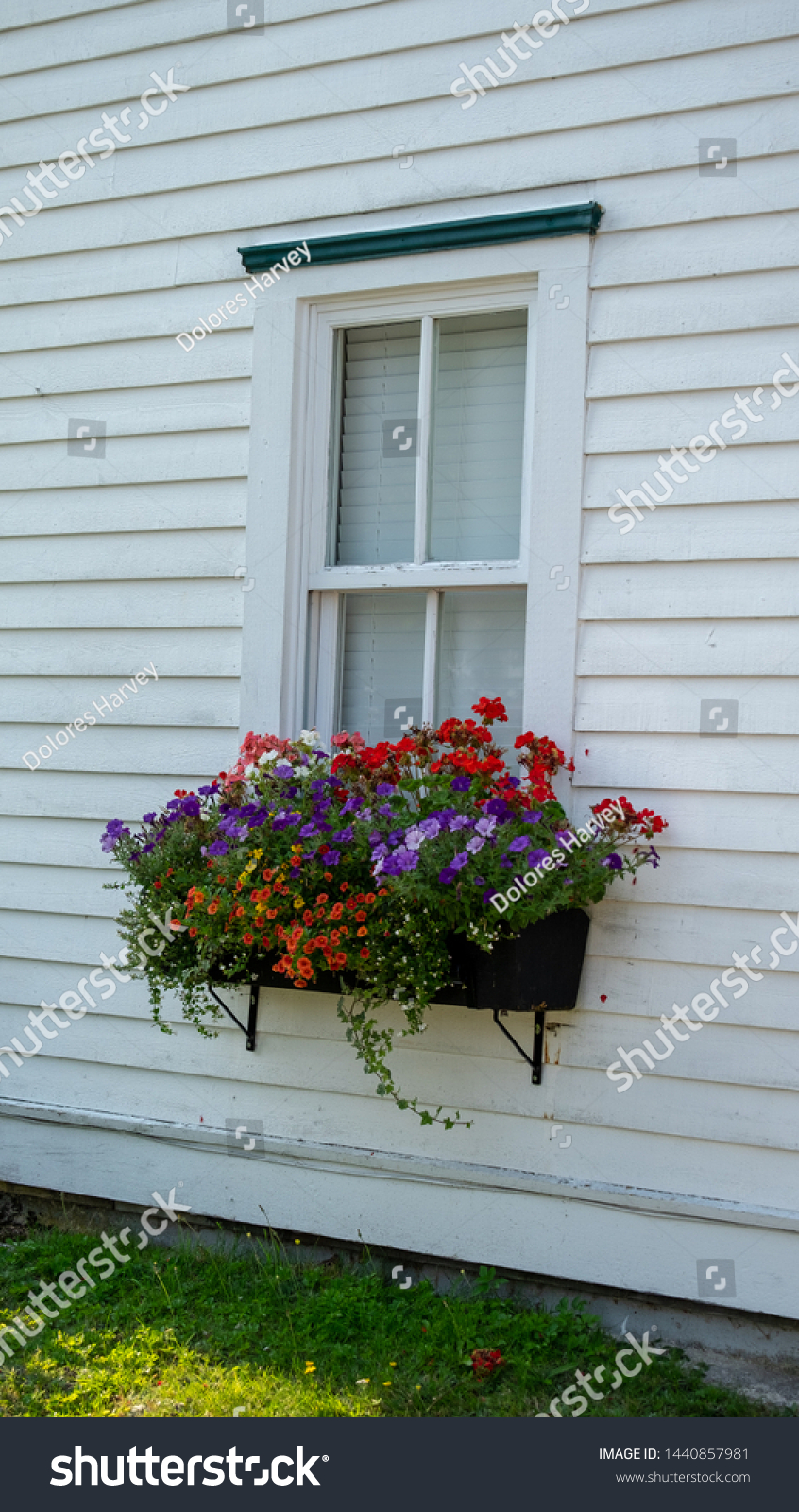Download Flower Box Red Purple Yellow Blooming Nature Stock Image 1440857981 Yellowimages Mockups