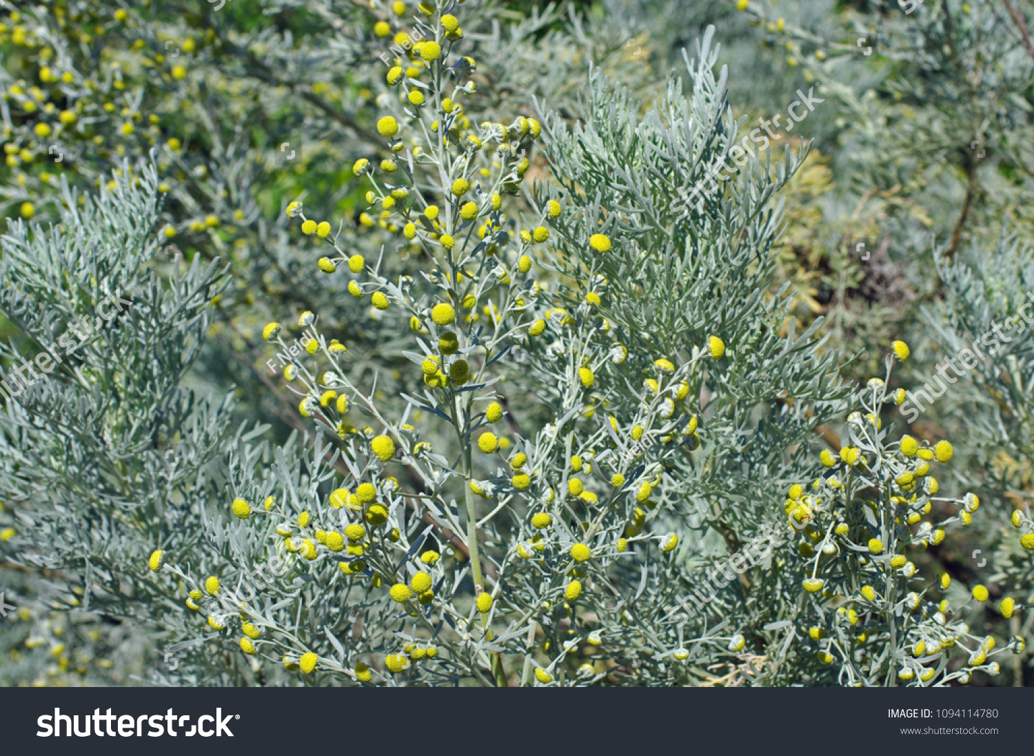 Flowering Plant Artemisia Caerulescens Bluishleaved Wormwood Stock Photo Edit Now 1094114780