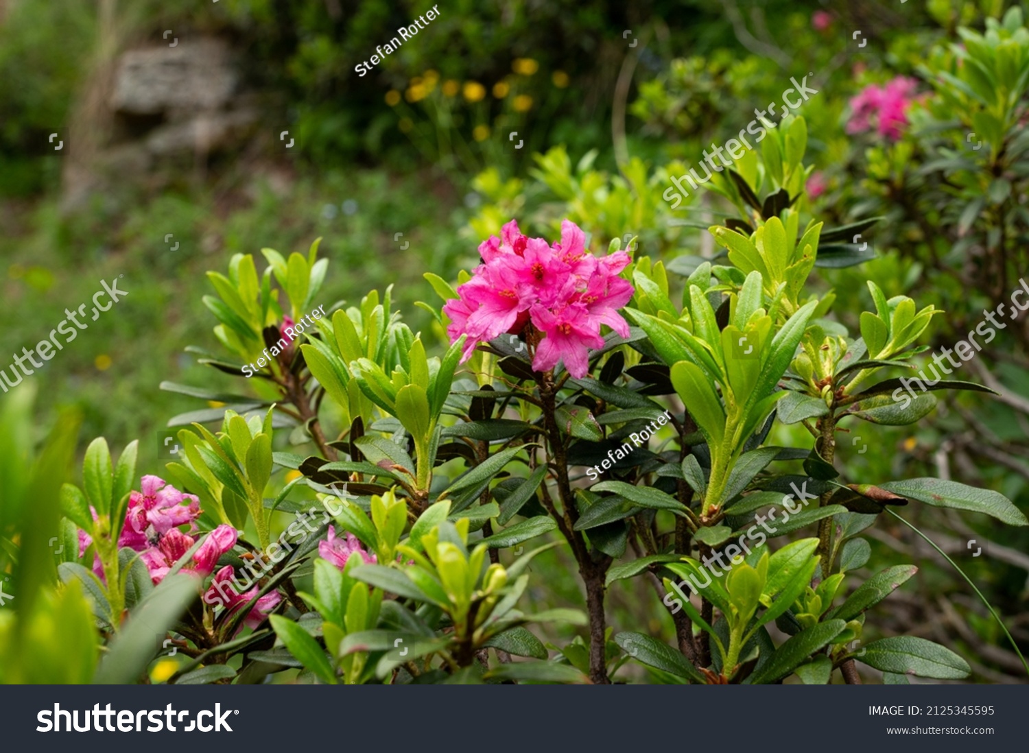 Alpenrose の画像 写真素材 ベクター画像 Shutterstock