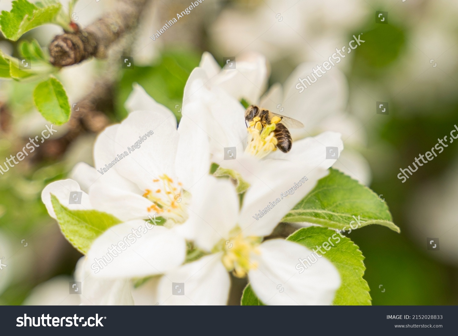 Flying Honey Bee Pollinating Apple Blossoms Stock Photo 2152028833 ...