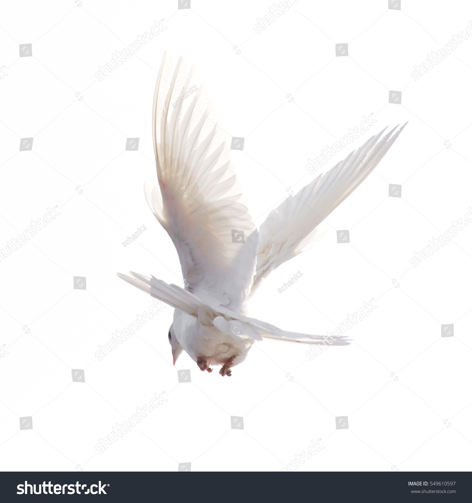 Free Flying White Dove Isolated On Stock Photo 549610597 - Shutterstock