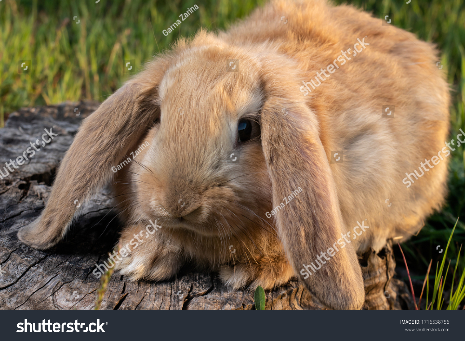 465-french-lop-rabbit-images-stock-photos-vectors-shutterstock