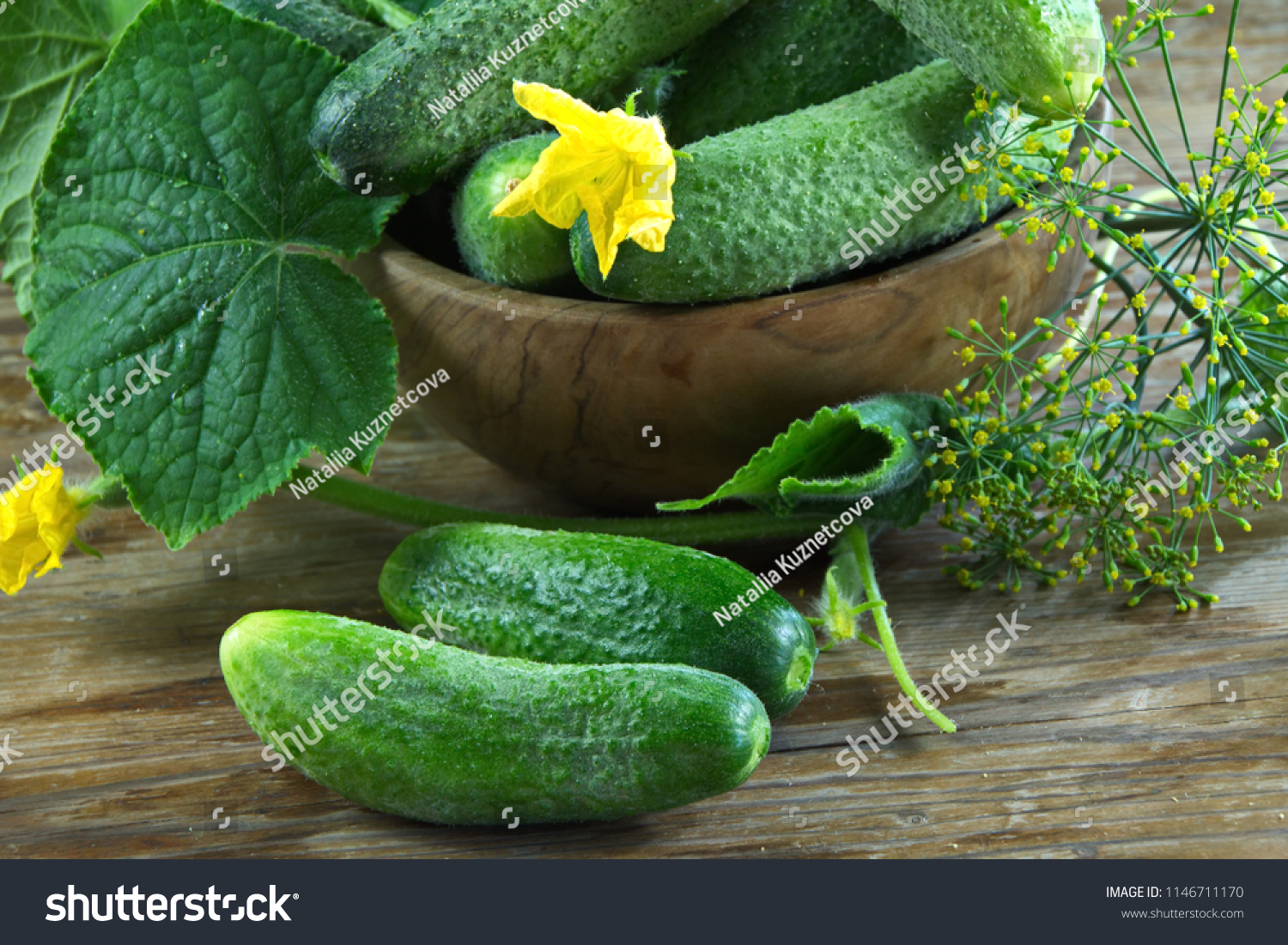 17,979 Cucumber blossom Images, Stock Photos & Vectors | Shutterstock