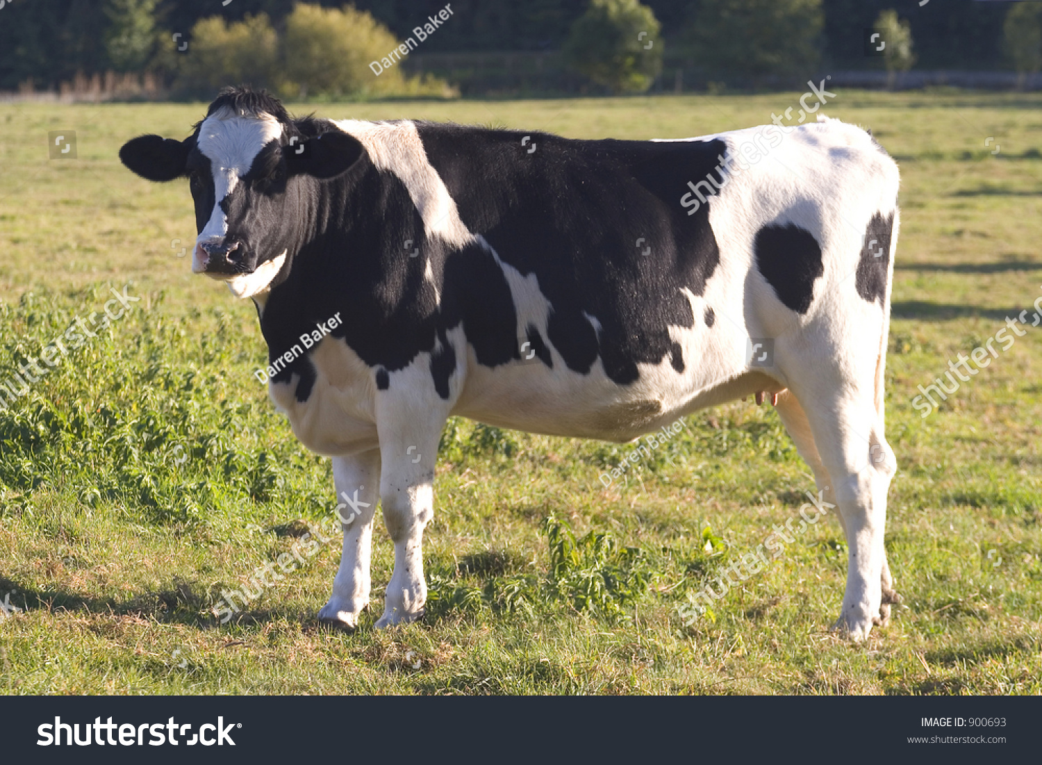 A Fresian Cow Standing In The English Countryside Stock Photo 900693 ...