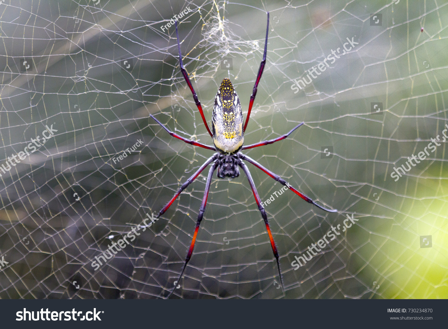 Frighteninglooking Spider Golden Orb Weaver Photographed Stock