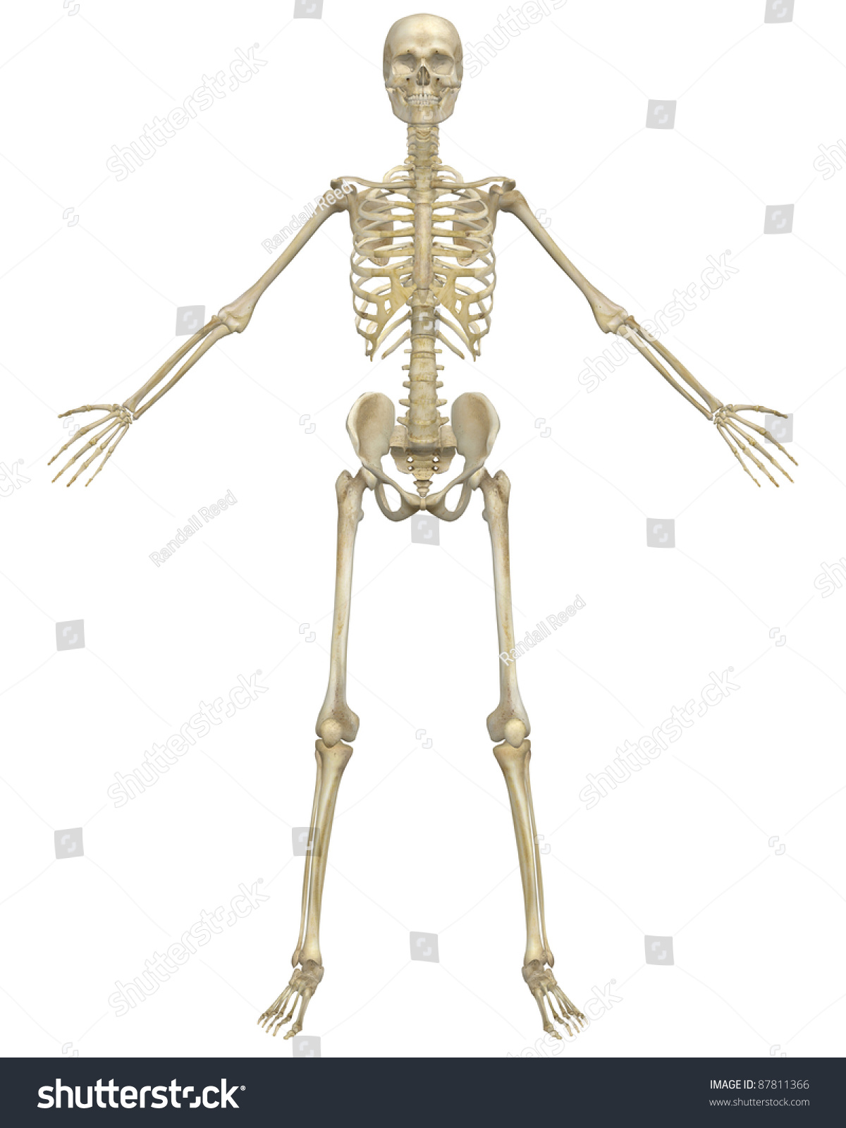 Front View Illustration Human Skeletal Anatomy Stock Illustration ...