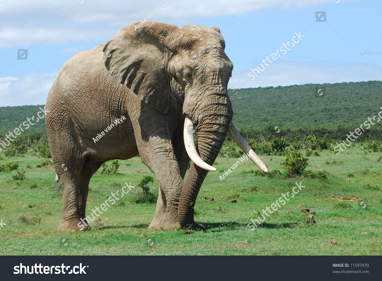 Full Body African Elephant Bull Big Stock Photo (Edit Now) 11597470