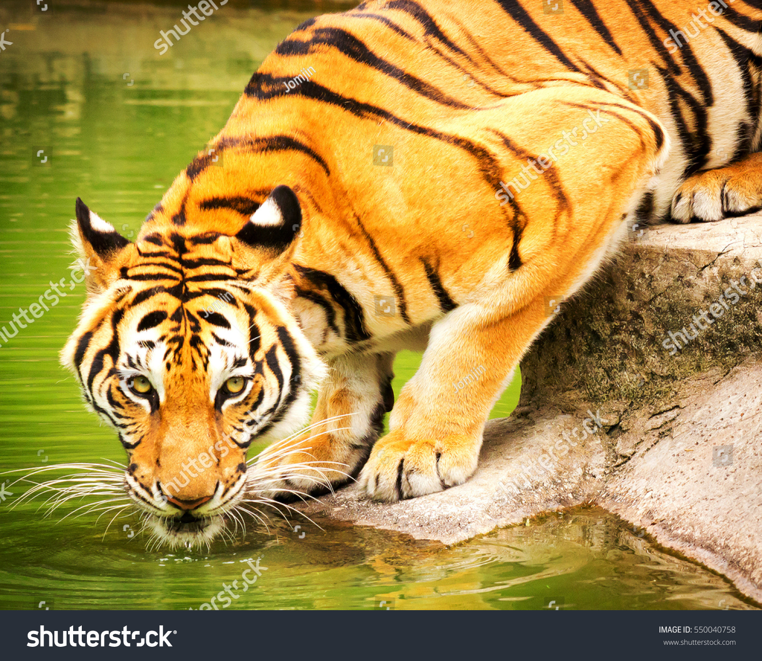 Full Length Portrait Beautiful Siberian Tiger Stock Photo Edit Now