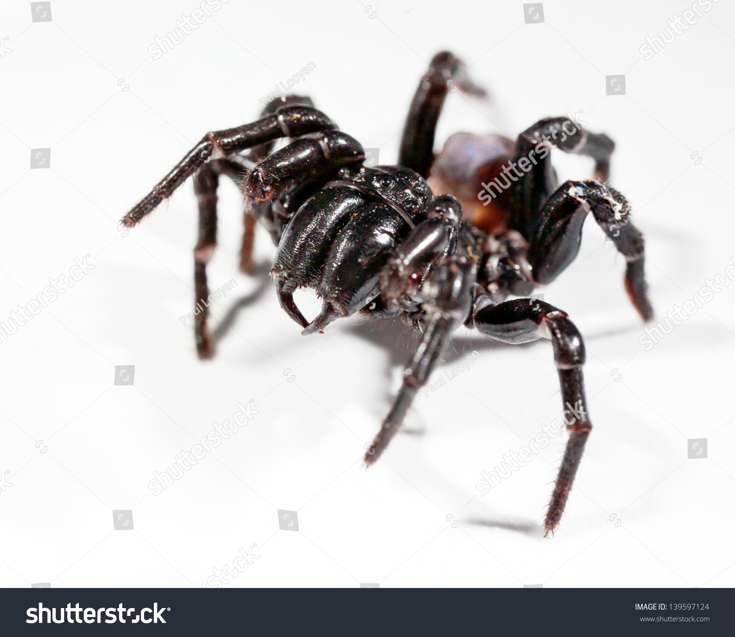 Funnel Web Spider Rearing Stock Photo (Edit Now) 139597124