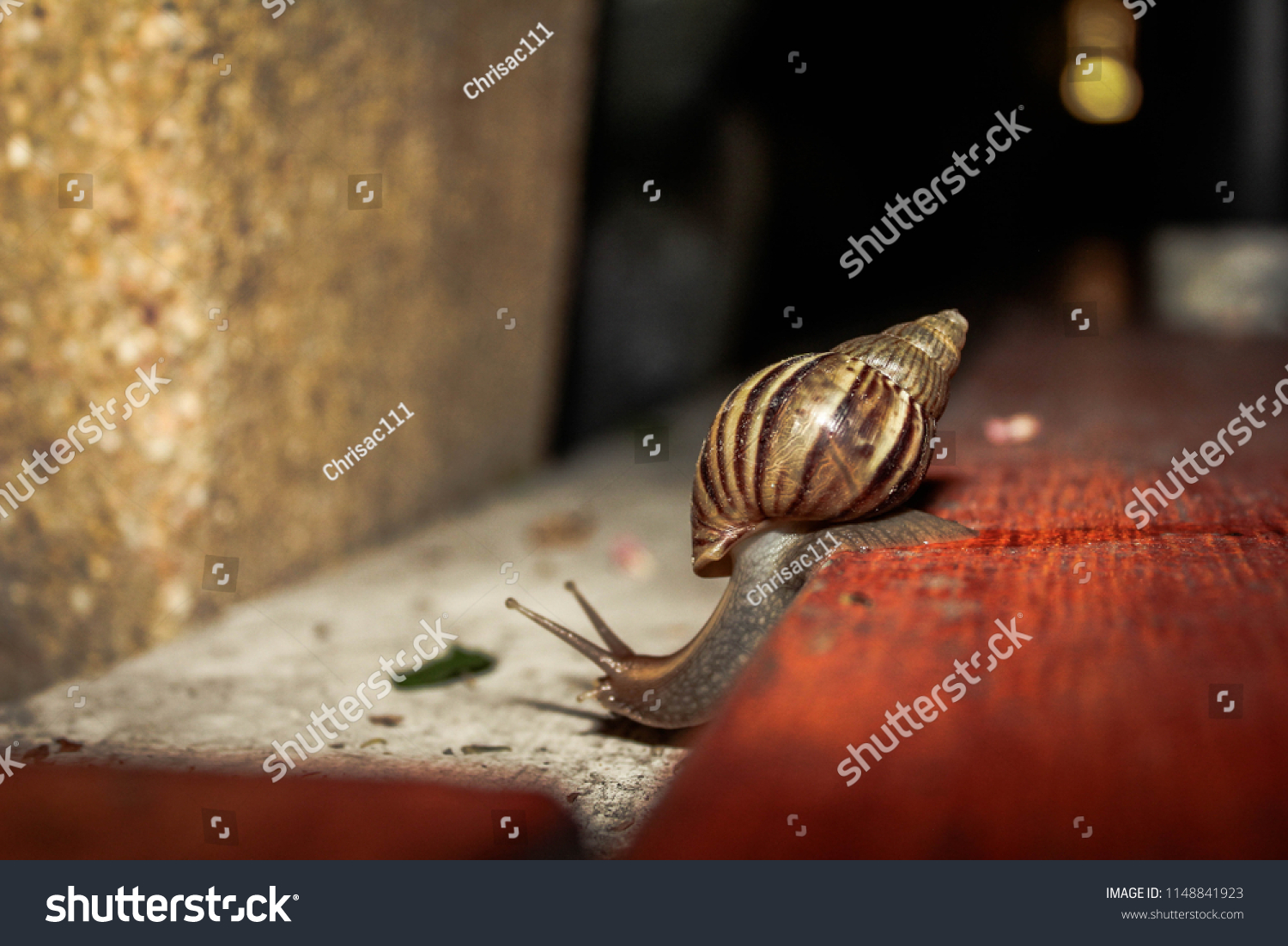 Snails in backyard