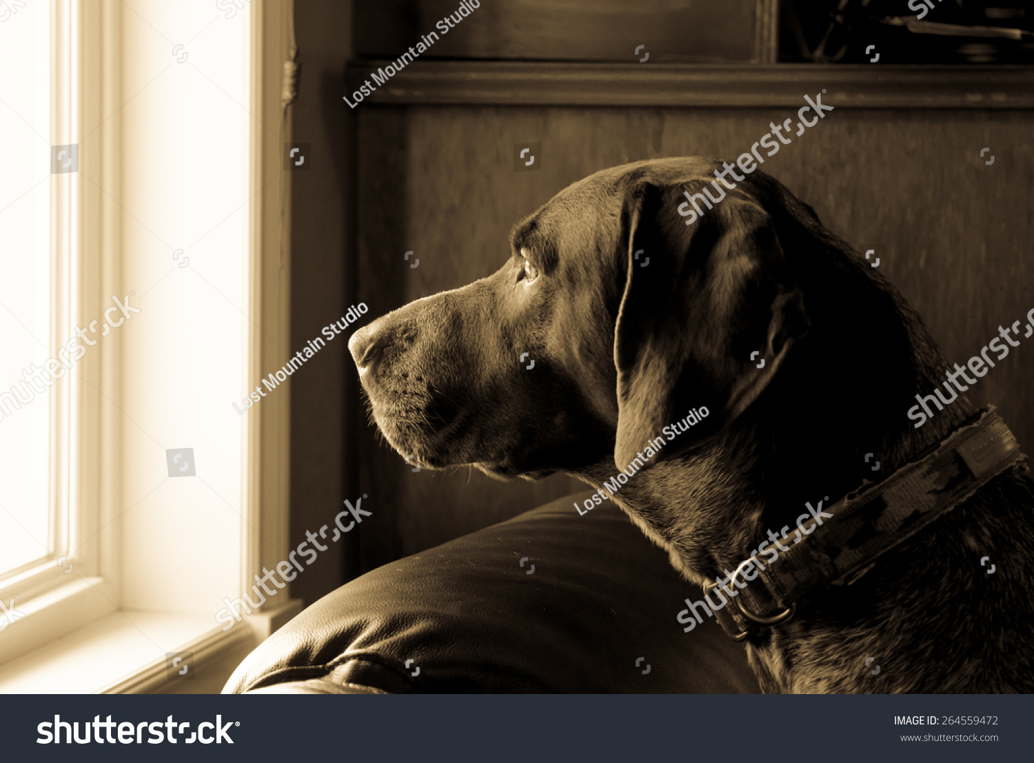 German Short Haired Pointer Hunting Dog Stock Photo Edit Now