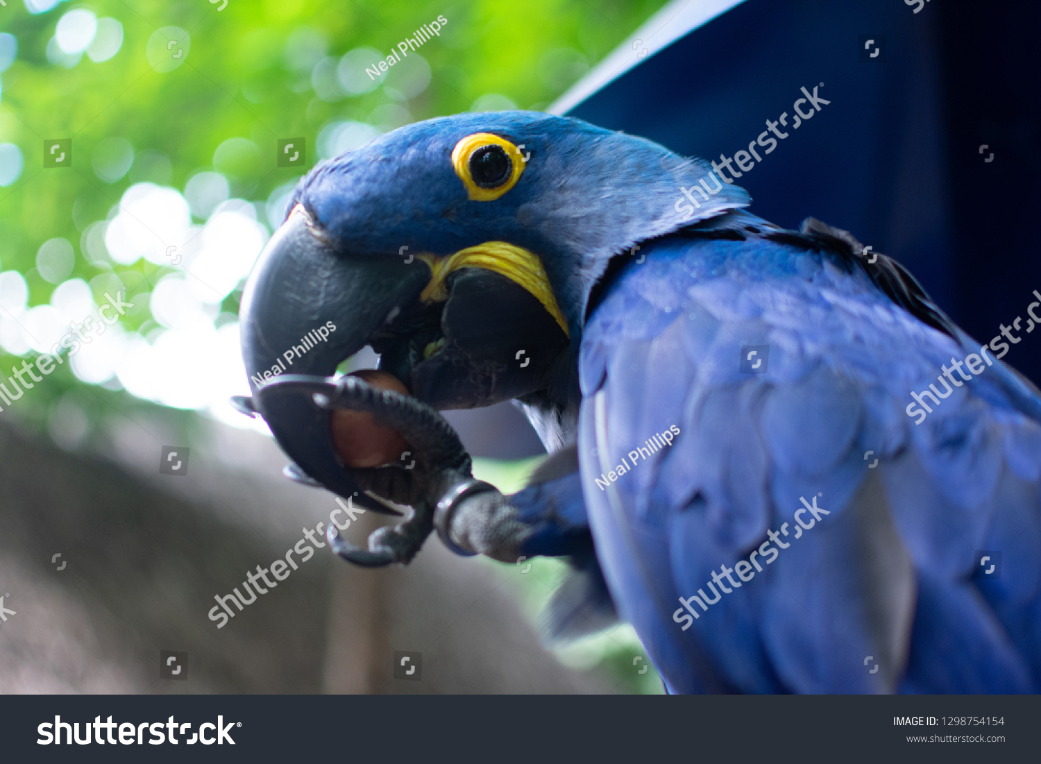Blue Parrot Collar