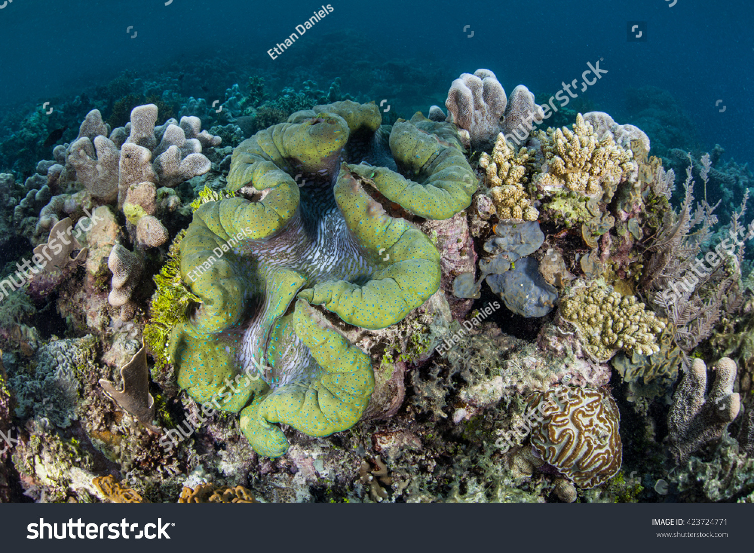 giant clam edible