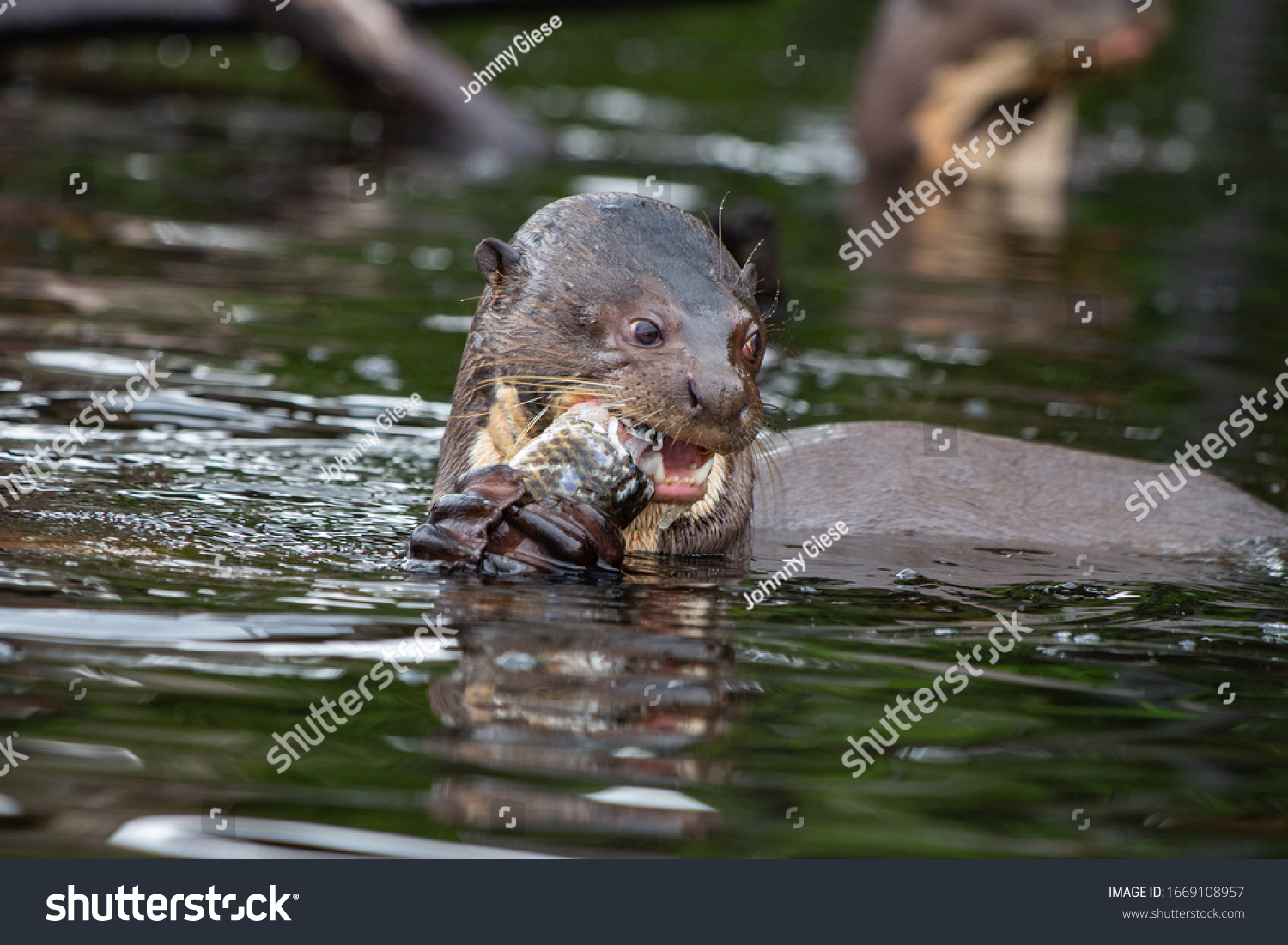 Giant River Otter Family Amazon Forest Stock Photo Edit Now