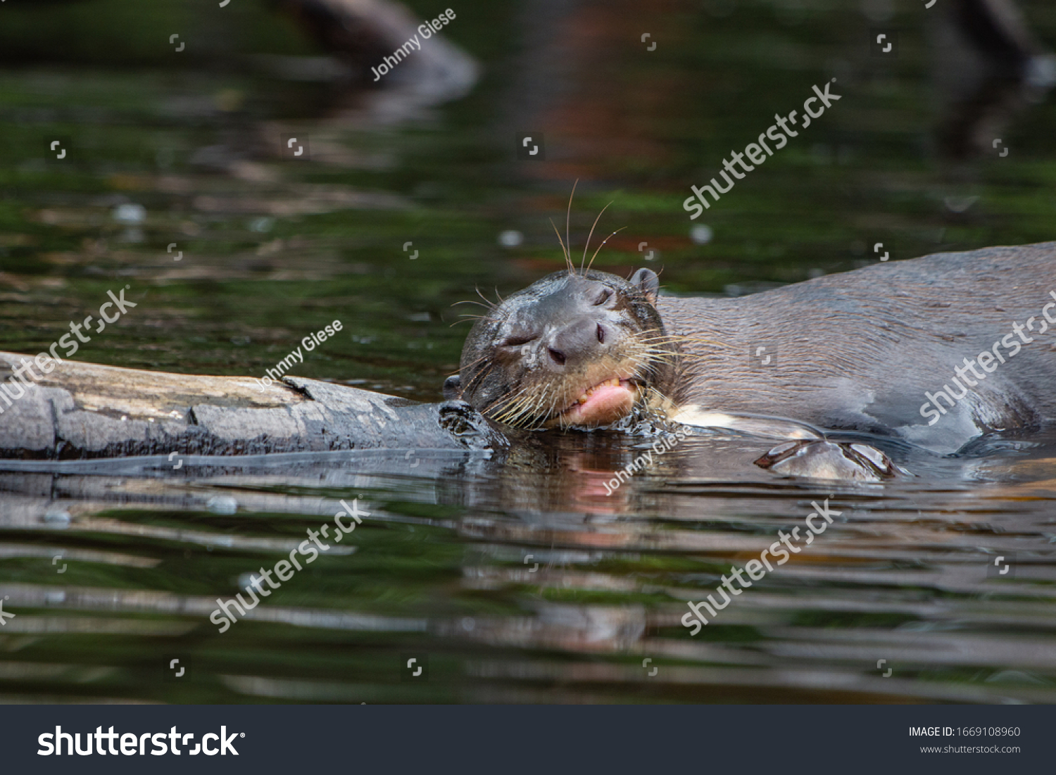 Giant River Otter Family Amazon Forest Stock Photo Edit Now