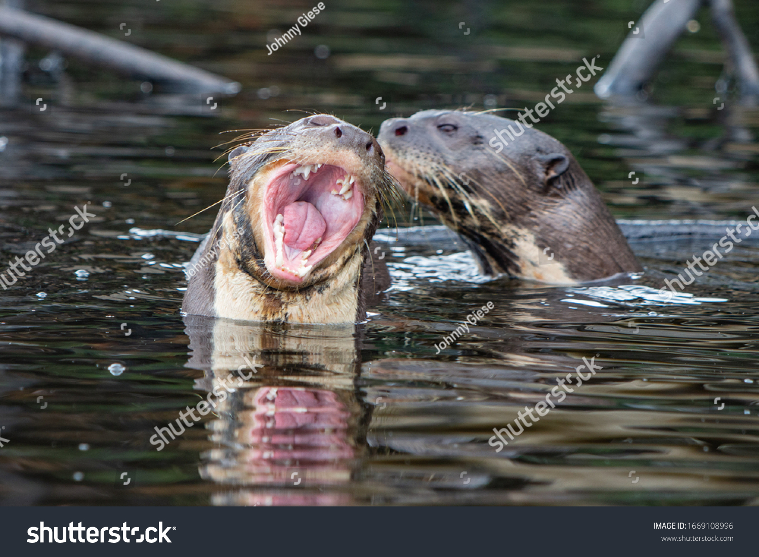 Giant River Otter Family Amazon Forest Stock Photo Edit Now