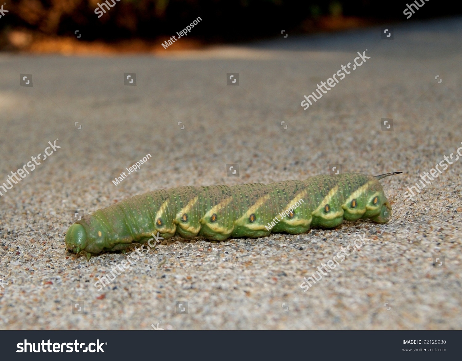 Giant Sphinx Moth Caterpillar Tomato Tabacco Stock Photo 92125930 ...