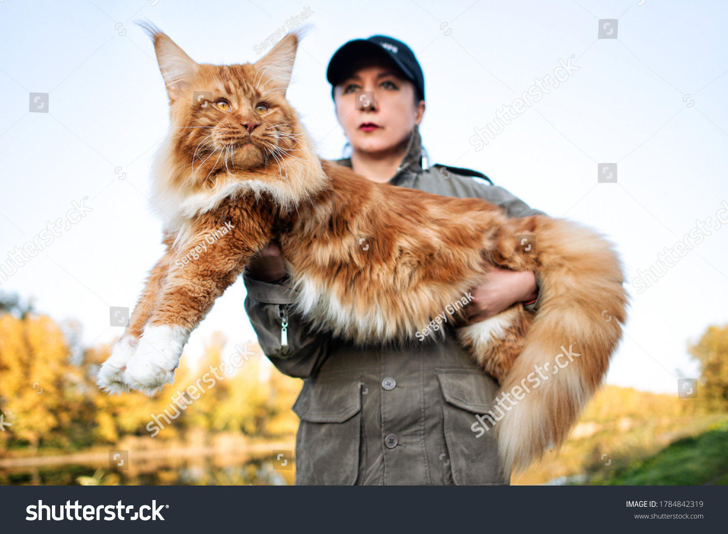 Girl Holding Arms Huge Maine Coon Stock Photo Edit Now 1784842319