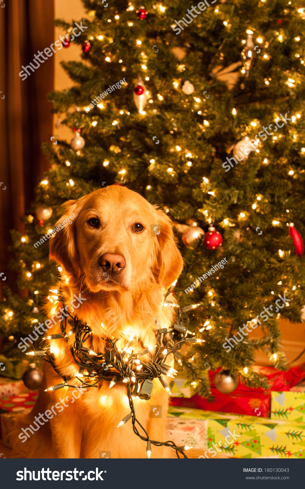 Golden Retriever Dog Sits Wrapped Christmas Stock Photo 180130043 ...