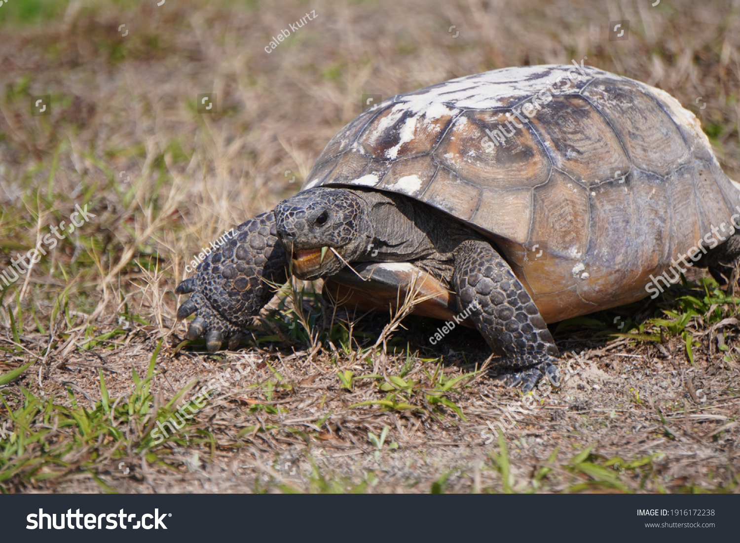 22,667 Tortoise Grass Images, Stock Photos & Vectors 