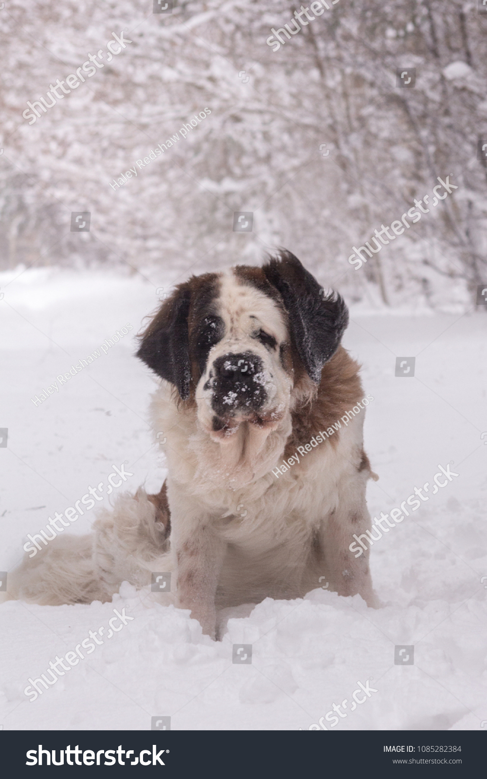 Gorgeous Image St Bernard Dog Storm Stock Photo Edit Now