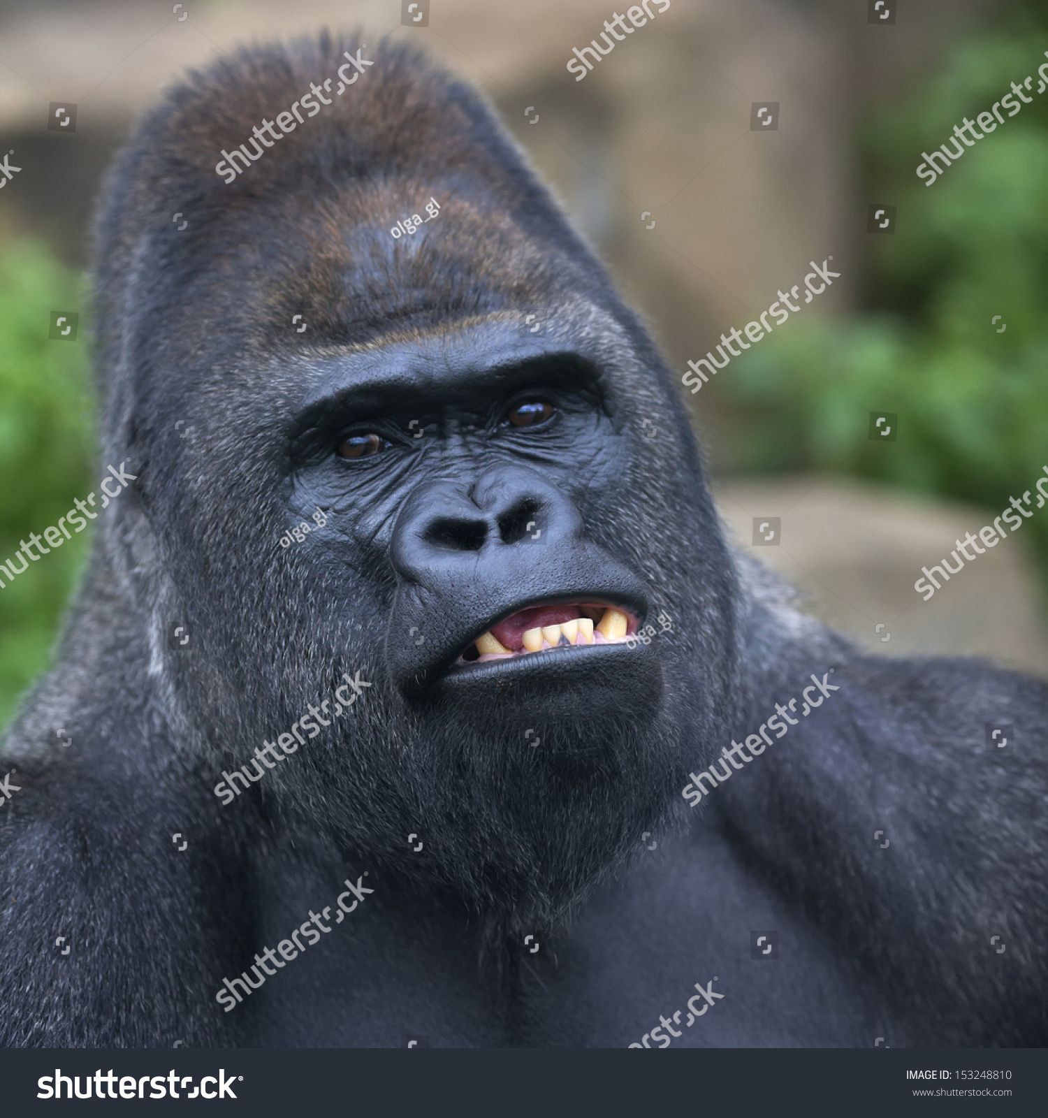 A Gorilla Male, Silverback, Leader Of Monkey Family, Shows His Huge ...