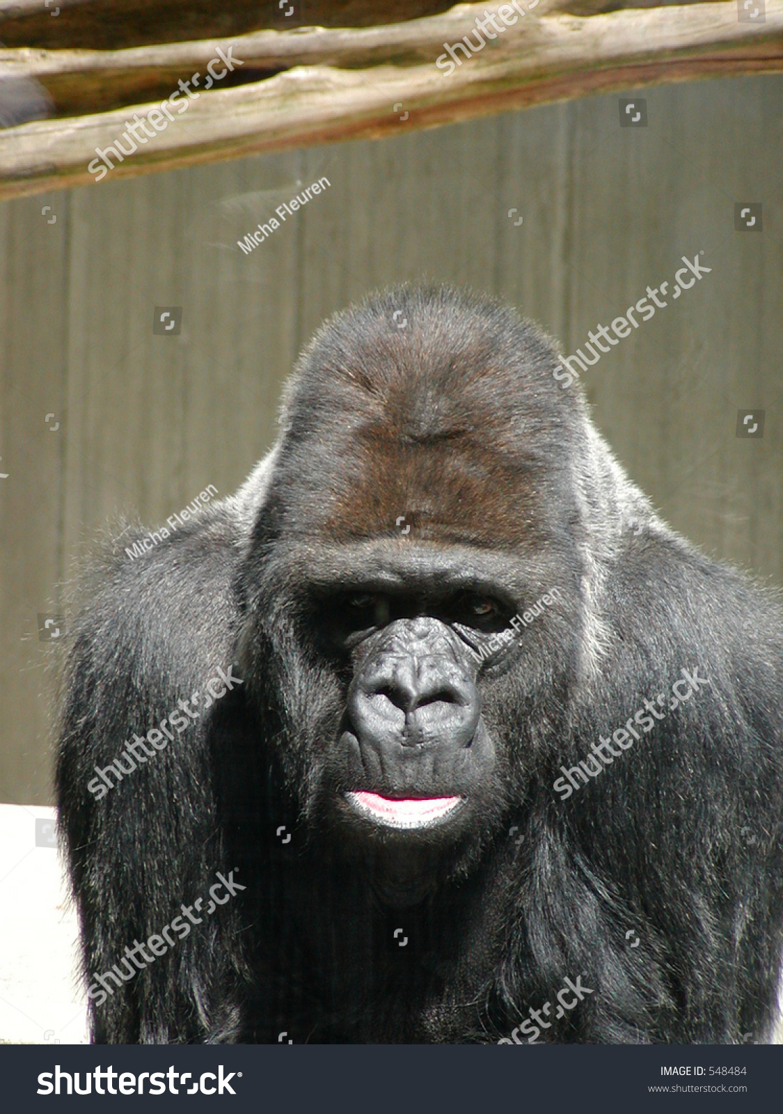 Gorilla Showing His Lips Stock Photo 548484 - Shutterstock