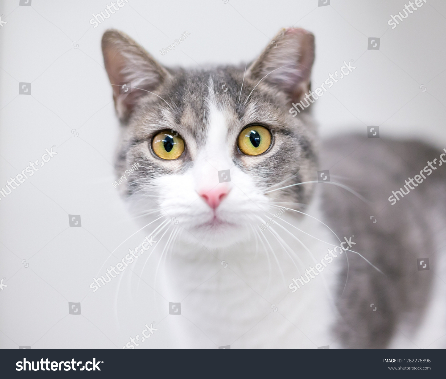 grey and white shorthair cat